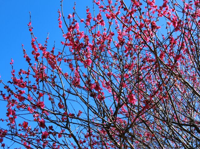 近場の越谷梅林公園に梅の花を愛でに行ってきました。<br /><br />風が強かったけど快晴、梅の種類を学習しながらのひととき<br /><br />オマケは古民家風のお店です。