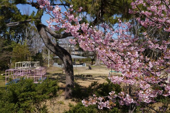 淀川水路で河津桜を堪能して、淀駅に戻るんやけど…高架下真っ直ぐやなくて、ちょっと西へ。淀城跡公園って、どんな感じかな？