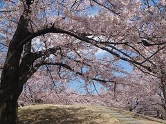 2019桜　茨木