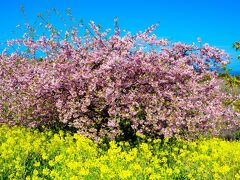 豊前の河津桜2回目　2021