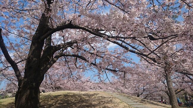 2019年桜の風景です。