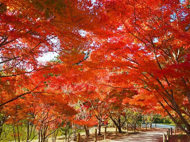 中釜戸のシダレモミジの情報を友達からもらい、例年の見ごろは１１下旬～１２月上旬頃なので、まだ紅葉時期には早いのですが、ついでに白水阿弥陀堂の見頃の紅葉も見てきました。<br />中釜戸のシダレモミジはやはり真っ赤にはなってなかったですが、白水阿弥陀堂のもみじの紅葉はとっても綺麗でした