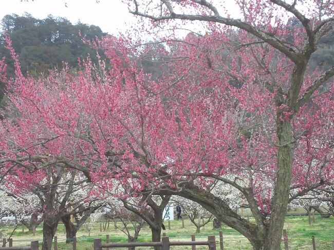 春の気配がしてきました。<br /><br />家の周りにも、そろそろ梅の花が咲いてきているので、<br /><br />ドライブがてら、梅の花を見に行こうかということになりました。<br /><br />しかしながら、コロナ禍の中、梅まつりは開催しているのでしょうか?<br /><br />ま、どちらにせよ、ダメ元で行ってみることにしました。<br />