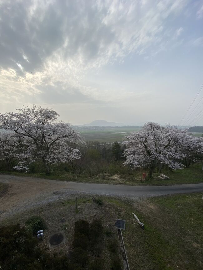 《2021. March》あみんちゅぶらり淡海を歩く旅そのXXI湖北前編～虎御前山の桜～<br /><br />今年になってからの滋賀編がVol5となった。旅費がないのもあるが、やはり大手を振って県外へと出歩けないのが一番の理由である。コロナ禍の外出規制をしたりしなかったりすることが、どの程度患者数の増減に繋がっているのかはメディア報道されている一般論しかわからないが、徹底しない限り患者数の減少に繋がらないのであれば、個人の自主性に任せて自然の流れで結果を見る他ないようにも思える。下手に規制をすることでその反動によって外出が増え、結果として罹患者数が増えるイタチごっこを繰り返しているようにしか思えない。<br /><br />最前線の医療従事者の方々には本当に頭の下がる思いだが、官僚はもとより多くの都道府県知事や市区町村長のその場凌ぎの言い訳には閉口する。それをコロナ禍終息に向けての対策と言えるのであろうか？また飲食店での感染が指摘されている中で新たに第二弾のGoTo Eatを始めるのが経済を回すことに繋がるのであろうか？付与率を減らしたからとてニーズはある。三段階に分けて抽選するとは言うが、個々の括りで抽選結果を知らせるとしても当選時期に限らず〝購入期限〟は一律6月25日となっている。日本人はなんでもギリギリが好きな民族だと思う。本来3月31日に終わるマイナポイントの申請を最終日に問い合わせる者の多いこと。あれは国の施策であり、紐づける会員カードの選択は個人の自由である。よって問い合わせ窓口も市町村役場と書かれているにも拘らず店舗に聞いてくる。言っちゃ悪いがスマホ操作に自信がなければ自分でできる訳がない。一応郵便局で紐付けの手続きはできるが、レベルがバラバラであり、某郵便局では局員が「良くわからないので」と断るケースもある。一応断っておくが石山駅前郵便局と大津栄町郵便局ではない。嫌な顔をせず簡単にやってくれたとの意見を聞いている。<br /><br />脱線したがマイナポイントのケースを含め自分自身で〝責任を持つ〟と言う姿勢が日本人には必要だと思えてならない。自分の判断で行動しコロナにかかれば自己責任だという意識を植え付ける良い機会ではないかと思う。<br /><br />私のこじつけ流儀では、外出しても飲食店には入らない。なのでGoTo Eatも必要ない。計画無しにぶらりと出掛けて歩き回り帰ってくるだけである。今回選んだ湖北地区の虎御前山は、滋賀県下でも桜の名所のひとつとされている場所だ。まだ満開の報は入っていないが、それ故に密にはなっていないだろうと判断した。さあ判断は合っていたのか間違っていたのか？今回の旅物語を始めるとしよう。<br /><br />令和3（2021）年3月29日火曜日<br />いつもながら午後勤明けの休みなので昼からの出勤となる。目的地を湖北にするならば高速利用をすれば良いのだが、お気楽旅なので一般道を利用する。国道1号線から8号線を走るルートは約80km。通常ならば1時間半程度だが、意外に混雑しており2時間を要した。途中クスリのアオキ宮司店に立ち寄って飲み物を購入し虎御前山の駐車場に到着する。<br /><br />虎御前山とは長者にみそめられ、妻となった〝お虎〟の秘話に由来する。近隣でも美人で有名だったお虎が道に迷い世々開（せせらぎ）長者に助けられた縁で嫁いだ物語であるが、その後身籠るものの産まれてきたのは15匹の小蛇だったという。あまりの出来事に失望したお虎は、山の東の女性（みせ）が渕（ふち）に身を投げてしまう。小蛇は成年を迎える頃には人間の姿となり、近隣集落の庄屋として村々を治めたと言われている。そんな悲劇の女性であるお虎を〝虎御前〟と人々は呼ぶ様になり、いつしか所縁の山を〝虎御前山〟と称す様になり現在に至っている。またこの伝承は旧町名の〝虎姫〟の由来ともなっており、地方公共団体名として唯一〝虎〟の文字が入っていることから、阪神ファンが必勝祈願に訪れる〝虎神殿〟が駅前に設置されていることでも知られている。<br /><br />虎御前山の伝承は悲劇的な物語であるが、史実として大きな戦いの禅譲戦場となったことも知る者も多いであろう。南北朝時代足利尊氏と弟直義が争った八相山の戦い、観応の擾乱の終結とされてはいるが八相山の戦いが兄弟の最終戦だという説は今では疑問視されている。敗戦後敦賀で幽閉された直義は毒殺されたというものが八相山の戦いの顛末だと由来書きには書かれているが、実は駿河国薩埵峠（さったとうげ）の戦いの勝敗で決したと言う説が濃厚となっている。また直義最後の地とされる場所も敦賀ではなく鎌倉だと言うこともほぼ間違いない史実となっている。この辺りは旧虎姫町説では八相山の戦いの重要性を説きたいのであろうが、史実と異なっている以上否定されても仕方のないことであるように思う。<br /><br />また浅井氏が滅亡した姉川の戦いに始まる小谷城の戦い。詳細は後編に記載するが小谷城迄2km程の距離に位置する虎御前山には織田信長をはじめとする軍勢が砦を構えている。浅井氏と同盟関係にある朝倉義景を先に滅ぼし、孤立させた浅井軍を数に勝る兵を注ぎ込んで久政・長政親子を自害に追い込み滅亡させたことは、大河ドラマでも取り上げられており知る人も多いであろう。<br /><br />そんな乱世を彷彿させる遺構も楽しみに山登りを始めようとするが、矢合神社の階段を登り始めた際に隣の坂を降りて来る車を発見。奥まで行けるのかとヘタレはすぐさま車に戻り出発する。どうやら虎御前山公園迄は車で行くことができるようだ。<br /><br />虎御前山にはドコモのアンテナが立っている。その整備用に設けられた道路のようだが、以前その手前広場に県立のキャンプ場があったらしい。旧虎姫町や湖北町が長浜市に合併吸収される際に移管する話もあったようだが、認められず取り壊しになったようだ。訪れなければ知らなかったことだが、市県民税の無駄遣いには本当に閉口する。道路は虎御前山公園で終わりとなっているが、少し先には四国八十八之内四十五番札所岩屋寺がある。何故四国八十八ケ所と調べたら江戸時代に四国八十八ケ所巡礼が大変だったことから、近江国内で八十八ケ所を定めたことに由来するそうだ。霊場巡りには色々あることは聞いてはいたが、近江四国八十八ケ所は初めて知った。<br /><br />御堂内の弘法大師像に手を合わせて辺りを歩く。虎御前山公園は展望台に加え小谷城攻めに参戦した丹羽長秀の砦跡がある。山頂南側にある場所であるが、曲輪を含め往時を偲ぶものは何も残ってはいない。キャンプ場開設前はどうだったのかは知らないが、元々あった古墳を利用して砦を築いた史実からもわかるように砦跡自体が遺跡でもある。無計画に壊して石碑だけを残すのではなく、史跡として残すように努力して欲しいと思う。元々キャンプ場として開発したが、維持できないから解体し、田圃アート用の展望台だけの公園兼陣地跡では寂し過ぎると私は思う。<br /><br />虎御前山の砦跡は南北に繋がるように設けられており、ドコモのアンテナ付近から北側にも残っているのだが、北側に下りてしまうと戻って来るのが大変だと思い、時間の都合で北半分は後日の楽しみとして車に戻り一旦麓の駐車場に戻ることにした。<br /><br />車を置いて再び歩き出す。延喜式内社の論社である矢合神社は〝江州浅井郡八相山鎮座八相社〟とされており、古くから〝八相さん〟と呼ばれていた。社伝によれば寛文年間まで弓矢の神事が伝えられており、正月10日に盛んに矢を射たとされている。この矢の行き交う様の〝矢合い〟と八相の訓読〝やあい〟とが交錯して現社名が生ずるに至ったと言われている。<br /><br />戦国時代元亀年間までは元鳥居山という所に大鳥居が、山麓に成道寺という神宮寺があったがいずれも信長の兵火に遭い烏有に帰している。その後天明2年に現社殿を再建し、神社一帯の山を虎御前山と呼び保安林に指定されている。明治9（1876）年村社に列し、同41（1908）年神饌幣帛料供進社に指定されている。<br /><br />古くから当地は水利に恵まれなかったので、主祭神を始め境内社の岩上神社祭神浅井姫命、更らには世々開長者の伝説や清水清介翁の祭祀など水利に関わる祭儀が多いことで知られている。しかし戦場となったふたつの戦跡の遺構は、ほとんどと言っても過言ではない位残されてはいない。南北朝期の八相山の戦いは勿論、小谷城攻めの際の陣屋跡も古墳を利用して構築したという伝承と、石碑が残っているだけに過ぎずパッと見ただけでは陣屋跡とはわからないものとなっている。矢合神社境内に伝わる蜂谷頼隆・多賀貞能陣屋跡も然りで唯一〝古墳が利用された〟ことがわかるだけになっており、それは残念にしか思えないことであった。<br /><br />そして矢合神社の鳥居を潜る。境内に鐘楼があることを不思議に思うが、奈良時代には小谷山にあったと言われる大嶽寺十ヶ寺のひとつとして八相山成道寺というお寺がありその名残と言われている。拝殿・本殿の他に境内社として岩上神社・稲荷社があり、矢合の由来らしい〝矢を射る〟像が奉納されていた。矢合神社境内の桜はちょうど見頃を迎えており、風情とまでは言えないが境内に華を添えているように見えた私であった。<br /><br />矢合神社境内を散策し車へと戻る。虎御前山の麓を回り込むように走り、虎御前神社へと向かう。本来ならば南東に向かってから北上するルートになる筈だが、ナビの示す通りに走ったところ細い道を走った後に小谷城SIT前を通るルートを辿る。かなりの遠回りをしたがなんとか到着し、早速参拝するために石段を上がって行く。<br /><br />やはり創建等は不詳であるが紀伊熊野大社から分霊を八井山に奉斎し、熊野別所神宮と称したと伝えられている。元亀年間信長の兵火に遭い社殿古記録など烏有に帰したため、村民達の手によって現在地に社殿を再建し、熊野大権現と称えて信奉し、明治12（1879）年神社明細帳届出の際に鎮座地の虎御前山の地名を以って社号とし、虎御前神社として現在に至っていると由来書きには書かれてあった。<br /><br />神社入口に〝虎御前神社〟の社標がある。階段中央部に石鳥居が立っており、一番奥に拝殿・本殿が鎮座する。一見すると急な階段のように見えるのだが、新しく作られたもののようで歩き易かった。拝殿自体の扉が閉まっていたという投稿が多いが、少なくとも私が訪れた時は開いており、手を合わせることは出来た。<br /><br />この神社から虎御前山北半分にある小谷城攻めのために設けられた砦跡に行くことができるように書かれていたが、見た感じでは本殿より先の道が無いようだったので、道に迷う覚悟もないために参道を下りていくことにする。木々が繁っていることもあり、眺望が良いという訳でもないが意外にも桜の花が咲いている〝景色〟は見ることができるため穴場的な〝花見会場〟になり得る場所のようにも思う。駐車場は特にないため邪魔にならない場所に車を停めていた。そんな後ろめたさもあったために神社参道入口付近の桜をカメラに収めると出発することにする。<br /><br />県道を暫く走って国道365号線に入る。旧北国脇往還として五街道に次ぐ重要な道であった通りである。姉川を渡る新野村橋手前で旧道に入り老朽化で車両通行止めとなっている野村橋手前が次の目的地〝姉川古戦場跡〟となる。道路沿いには桜が咲き誇り〝桜の並木道〟そのものになってはいるが、550年前にはこの場所に浅井軍8,000名が陣取っていた場所である。<br /><br />　　《後半に続く》