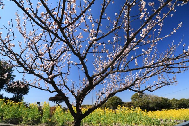 知多市佐布里にある、佐布里池周辺には25種類、約5,800本の梅の木が植えられている。<br /><br />今年は、暖かい日が続いた日があったので、梅の開花が早まっているらしく、これは行かねばと去年も行った愛知県知多半島にある佐布里（そうり）の梅林に行く事にした。<br /><br />電車でのアクセス<br />名鉄常滑線「朝倉」駅下車。知多バスに乗り換え「梅の館口」下車。徒歩5分。またはコミュニティ交通あいあいバスに乗り換え、「梅の館」下車すぐ。<br /><br />車でのアクセス<br />知多半島道路「阿久比IC」より約10分<br /><br />