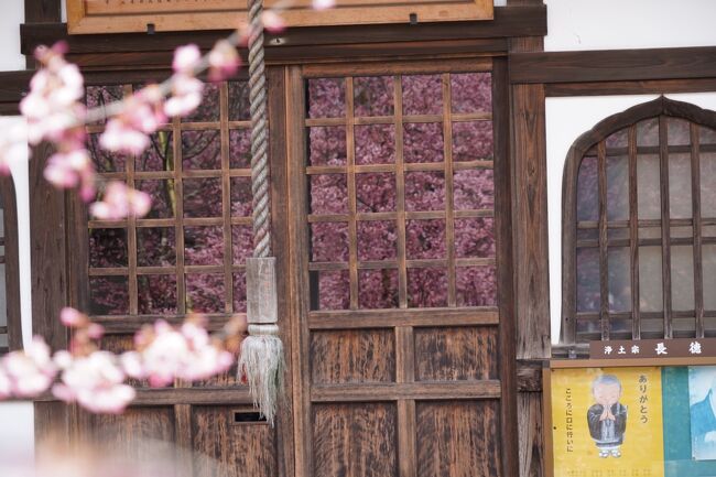 堀川今出川の晴明神社から、全然近くもないけれど、出町まで桜の咲き具合見に行こうかと思い立ち。堀川、烏丸、河原町、川端と大きな通りを渡って来ました…<br /><br />おや、おかめ桜がもうえぇ感じやねんね。