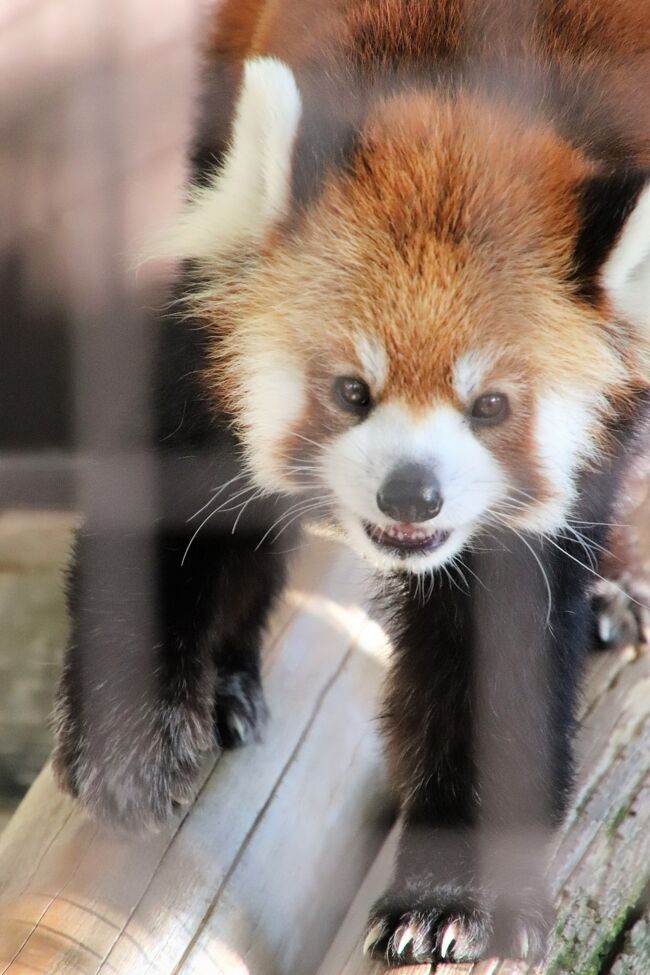 姫路 鯖江レッサーパンダ遠征 公共交通機関では９ヶ月ぶり ４ 姫路市立動物園 レッサーパンダのひなたくんとみほちゃんのおやつと夕食タイムも 姫路 兵庫県 の旅行記 ブログ By まみさん フォートラベル