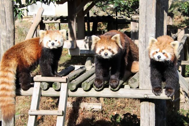 2020年12月、約１年ぶりに福井県鯖江市の西山動物園（略して「西山ズー」）再訪することを決めたとき、2020度生まれのレッサーパンダの赤ちゃんのピースケくんに会うことが１番目的でしたが、実はそれ以上に、2019年生まれの双子、とりわけニーコちゃんに比べてとても小さかった令花ちゃんの成長ぶりを見るのが楽しみでした！<br />ほんとは１年もあけずに西山ズーを再訪したかったですが、2020年は新型コロナウィルス感染対策のつもりで動物園にできるだけ車でアクセスするようにしていたら、それにハマってしまって、範囲を広げることに夢中になっていたので、公共交通機関での遠征は後回しにしてしまいました。<br />なので、紅葉の見頃の時期も、特に考えていませんでした。<br />なので、紅葉パンダにぎりぎり間に合ったのは、嬉しいオプションでした！<br /><br />赤ちゃんピースケくんをゆっくり見たかったので、今回も西山ズー訪問は平日にしたおかげで、来園者は少なく、ゆっくり見学できました。<br />西山ズーは無料の小さな動物園ですが、午前と午後とで一部展示交代もあり、合計12頭のレッサーパンダに会えるレッサーパンダ・ファンにとっては贅沢な動物園です。でも、数年前の私なら、レッサーパンダ以外はリスザルくらいしか写真が撮れないこの小さな動物園に丸１日いるとなると、時間をもて余したろうと思います。<br />でも、レッサーパンダが好きになればなるほど、写真を撮るだけでなくゆっくり観察したくなるようになり、しかも西山ズーではレッサーパンダは12頭も展示されていて、１日誰かしら起きて活動していたし、食事タイムは１日２回はあったし、紅葉パンダ写真も狙えたし、見晴らしのよい高台にあり、天気も恵まれたので、今回も西山ズーだけでたっぷり楽しめました。<br />写真好きな私は、いいなと思えばすぐにシャッターを切ってしまうし、動物はちょっとしたしぐさの違いでも全く違う写真が狙える上、カメラを新しくすればするほど連写スピードが速くなったので、動物園にいればいるほどシャッターを切るチャンスは増えます。<br />というわけで、この西山ズー再訪の旅行記は、当初は１本でまとめられるだろうと思ったのですが、アップしたい写真がたくさんで、２本に分けることにしました。<br />前編のこの旅行記は、2019年生まれのニーコちゃん・令花ちゃんをメインとし、紅葉パンダや大人レッサーパンダたち、それからちょこっとだけ撮れたフランソワルトンの赤ちゃんでまとめました。<br />午後から展示開始となったピースケくんとかのこママや、レッサーパンダ展示場のすぐ隣なので時々覗いたリスザルたち、特にリスザルの赤ちゃんの写真は、後編の旅行記にまとめました。<br /><br />約１年前の前回2019年12月、まだ生まれて５ヶ月の赤ちゃんだったニーコちゃんと令花ちゃんを第１目的に西山ズーを再訪した日は、午前中、小雨がちの曇天だったため、赤ちゃんたちが風をひいたら大変なので、親子は屋外展示場には出さず、写真の撮りにくい柵のあるケージで展示されました。<br />あの頃すでにニーコちゃんも令花ちゃんもすでに広い屋外展示場にデビューしていたことは、インスタグラムの投稿などで知っていたので、仕方がないとはいえ、その様子が見られなかったのは残念でした。<br />なので、屋外展示場で過ごすニーコちゃん・令花ちゃんが見たくて西山ズーをリベンジしたかったのですが、それが約１年後になってしまいました。<br />でもその分、たっぷり見ていられました！<br />１年前、双子なのにニーコちゃんに比べてとてもちっちゃかった令花ちゃんは、ちっちゃくてもあの頃から食欲旺盛だったので、すくすく育ちました。<br />そして令花ちゃんは、パパにもママにも似ていない白顔の子に育ちましたが、そこはもしかしたらまつばママのパパでありおじいちゃんにあたるタクくんや、そのパパでありひいおじいちゃんであるミンミンに似たのかもしれません。<br />ニーコちゃんはまつばママやタクじいちゃんに似たファンタジーな顔つきになりましたが、令花ちゃんは意志の強そうなきりりとした顔つきの子になりました。<br />ぱっと見て大半の人が可愛いと思うのは、ニーコちゃんでしょう。でも私は初めて会ったときに令花ちゃんの方が気になったことや、白顔のミンミンやタクくんは我が地元の埼玉こども動物自然公園ゆかりのレッサーパンダたちだからか、実物を目にしても、やっぱり令花ちゃんが好きだなぁと思いました。<br /><br />ちなみに西山ズーでは、2020年12月１日の本日に会えた12頭（ただしミンファちゃんは写真は撮れず）の他に、非展示のヤンヤン、キラリちゃんもいたのですが、ヤンヤンは残念なことに2021年１月にまだ10才で急死してしまいました。<br />また、この日は会えたものの、ムータンはその少し前に別の相手と繁殖に励んでもらうため、長野の茶臼山動物園に移動しました。<br />おそらくそれらにともない、その後にレッサーパンダたちの大幅な展示場所の交代があったようです。<br />ニーコちゃんと令花ちゃんはまつばママから独立して室内展示になったようですが、次は１年もあけずにぜひ西山ズーに再訪したいものです。<br /><br />＜９ヶ月ぶりに新幹線・特急で遠征した姫路・鯖江レッサーパンダ遠征２泊３日の旅行記のシリーズ構成＞<br />□（１）アクセスみやげ編：上野動物園をあきらめ朝から姫路へ＆グッズみやげはしろひめまる<br />□（２）２度目の姫路泊も白鷺の湯ドーミーイン姫路＆優雅な姫路城をいろんなアングルから<br />□（３）鯖江前泊はいつものサバエシティホテル＆晩秋の西山公園とそこから見渡す鯖江の景色<br />□（４）姫路市立動物園：レッサーパンダのひなたくんとみほちゃんのおやつと夕食タイムも！<br />□（５）姫路セントラルパーク：独占状態のサファリバス＆ネコ科猛獣とチーターの赤ちゃんズ<br />□（６）姫路セントラルパーク：両親と同居のテマリちゃんにトロくんも＆楽しいコツメ四兄弟<br />■（７）西山動物園：成長した令花ちゃん・ニーコちゃん＆ぎりぎり紅葉パンダ<br />□（８）西山動物園：元気いっぱい大きな赤ちゃんピースケとかのこママ＆リスザルの赤ちゃん<br /><br />西山動物園の公式サイト<br />https://www.city.sabae.fukui.jp/nishiyama_zoo/<br /><br />＜タイムメモ（西山動物園・詳細版）＞<br />【2020年11月29日（日）】<br />06:30　家を出る<br />07:28　大宮駅に到着<br />07:39　新幹線あさまに乗車（自由席）<br />（07:59発に乗るつもりだったのを忘れてあわてて乗車）<br />08:04　東京駅に到着<br />（構内の待合室で駅弁朝食）<br />08:51　新幹線のぞみ183号に乗車（自由席）<br />（大阪乗換を避けて直通１本で向かった）<br />11:51　姫路駅に到着<br />12:05　ホテルに荷物を預ける<br />（駅コンコースのイスでコンビニおにぎりランチ）<br />12:35-12:40　神姫バスで姫路城大手門前へ（運賃100円）<br />12:50　姫路市立動物園に入園<br />12:50-16:50　姫路市立動物園を満喫<br />16:50頃　動物園を出る（閉園17:00）<br />17:25　徒歩で姫路駅前に戻る<br />（バス停が見つからなかったため）<br />（足が痛かったので休み休み）<br />17:30-17:45　みどりの窓口で翌日以降の切符購入＆一部区間で座席予約<br />17:50　ドーミーイン姫路にチェックイン<br />18:15-18:50　タクシー往復でカメラ屋で買い物<br />19:00-20:00　「和蔵」で夕食<br />22:30-22:40　ホテルの夜鳴きそばを食べる<br />（提供時間は21:30-23:00）<br /><br />【2020年11月30日（月）】<br />07:30　起床<br />08:10-08:45　ホテルのバイキング朝食<br />09:05すぎ　チェックアウト<br />09:20頃　バスターミナルで待つ<br />（コンビニでランチ用のおにぎりを買った後）<br />09:30発の姫路セントラルパーク行きのバスに乗車<br />（14番のりば／運賃550円）<br />10:05　姫路セントラルパーク前のバス停に到着<br />10:10　姫路セントラルパークに入園（10:00開園）<br />（入園料3,600円のうち地域共通券で1,000円割引）<br />10:10-15:50　姫路セントラルパークを満喫<br />（10:20-10:30　ショップ「オアシス」で買い物）<br />（15:45発のサファリバスで15:50にゲートに到着）<br />15:50　姫路セントラルパークを出る（16:00閉園）<br />16:00発の姫路駅行きのバスに乗車<br />（17:00発のバスに乗るつもりだったが間にあった）<br />16:40　姫路駅前に到着<br />16:45　ホテルに預けた荷物を受け取りに行く<br />16:50-17:00　みどりの窓口で特急指定席券を変更<br />17:00　ホームで待つ<br />17:02発の新幹線のぞみに乗車（自由席）<br />（17:06発のひかりに乗るつもりだったが）<br />（のぞみの自由席も空いていたので）<br />17:46　京都駅に到着<br />（新大阪と米原乗換が１番典型的だが）<br />（乗換でラクするために京都経由に）<br />18:05～ホームの待合室で待つ<br />18:40　特急サンダーバードに乗車（指定席）<br />19:58　鯖江駅に到着<br />20:10　ホテルにチェックイン<br />（タクシー代580円）<br />21:10-21:50　ホテル1階の味彩よしみつで夕食<br /><br />【2020年12月１日（火）】<br />07:00　起床<br />07:55-08:30　ホテルのバイキング朝食<br />08:50　ホテルをチェックアウト<br />09:00　西山動物園に入園（開園09:00）<br />09:00-11:30　レッサーパンダ★<br />（時々リスザルの赤ちゃん）<br />（10:40～朝のフルーツ盛り）★<br />（11:30頃　ほぼ全員まったり）<br />11:30-11:40　レッサーパンダのいえでコーヒー休憩<br />11:40-11:55　レッサーパンダ★<br />11:55　いったん動物園を出る<br />12:00-13:00　道の駅でランチ休憩<br />13:05-14:35　レッサーパンダ★<br />（13:10～まつば親子室内へ／リンゴ一切れずつもらって）<br />（13:15～かのことピースケ登場）<br />（14:15　かのこはいったんお休み）<br />14:35-14:50　レッサーパンダのいえで休む<br />14:50-15:40　レッサーパンダ（主にピースケ）<br />（15:30頃　リスザルの赤ちゃん）<br />15:45-15:50　フランソワルトンの赤ちゃん★<br />15:55-16:30　レッサーパンダ（主にピースケ）<br />16:30　動物園を出る（閉園16:30）<br />16:40-16:55　道の駅で急いで買い物<br />17:00　ホテルに戻る<br />17:10　タクシーで鯖江駅へ<br />（タクシー代580円＋送迎110円）<br />17:30発の特急しらさぎに乗車（自由席）<br />（17:50発に乗るつもりだったが間に合った）<br />18:27　金沢駅に到着（約10分遅れ）<br />（定刻だと18:47到着）<br />19:18　新幹線かがやき516号に乗車（指定席）<br />21:30　大宮駅に到着<br />22:40頃　帰宅<br /><br />※これまでの動物旅行記の目次を作成済。随時更新中。<br />「動物／動物園と水族館の旅行記～レッサーパンダ大好き～　目次」<br />http://4travel.jp/travelogue/10744070<br /><br />※そのうち、これまでの鯖江・西山動物園の旅行記のURL集はこの旅行記の末尾にまとめました。