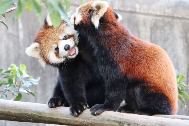 秋になれば各動物園でレッサーパンダの赤ちゃんが公開になります！<br />と楽しみにしていましたが、2020年度は、私がレッサーパンダ・ファンになった2012年以降では、例年になく赤ちゃんの誕生が少なかったです。<br />レッサーパンダの赤ちゃんは成長が早いし、赤ちゃんから子供へと成長の段階でその時期特有の楽しみがあるので、できるだけ早く会いに行きたいには山々でしたが、のつもりで動物園にできるだけ車でアクセスするようにしていたら、それにハマってしまって、範囲を広げることに夢中になっていたので、公共交通機関での遠征は後回しにしてしまいました。<br />そのため福井県鯖江市の西山動物園（略して「西山ズー」）と仙台の八木山動物園のレッサーパンダの赤ちゃん目当ての再訪は12月になってしまいました。<br />とはいえ、去年2019年度もレッサーパンダの赤ちゃん目当てで西山ズーを再訪したのは12月だったので、私の中ではそんなに遅いと思っていませんでした。<br />西山ズーは年に何度も再訪できるところにあるわけではないので、できれば、ピースケくんが広い屋外放飼場にデビューしてから会いたいと思っていたせいもあります。<br />それに2020年６月27日に生まれたいようくんとかのこちゃんの赤ちゃんのピースケくんは、インスタグラムの投稿で様子を見守っていると、一人っ子ということもあってか、すくすく育ち、あっという間に見た目ではママよりも大きいジャイアントベビーになりました。<br />であれば、ちっちゃくてよちよち時代が見られなかったのは惜しいけれど、運動神経がどんどん発達し、好奇心旺盛で、やんちゃなピースケくんが見たいと思いました。<br /><br />そして期待した通り、元気いっぱい、やんちゃで活発なピースケくんがたっぷり見られました！<br />西山ズーの入口のそばの大放飼場は見やすい上、公開開始してからしばらくたったし、平日だったから、ゆっくり見ていられたし、独占できた時間帯もたくさんありました！<br />ただ、レッサーパンダは双子で生まれることが多いので、一人っ子はちょっと寂しかったです。特に男の子は女の子より甘えん坊で、ママにかまってちゃんなのですが、ある程度、大きくなれば、ママはそんなに赤ちゃんに構わなくなります。しかも相手が男の子だと、そうでなくても育児疲れしたママは大変です。<br />なのでピースケくんが一生懸命ママにちょっかい出しても、無視しまくられでした。<br />ああ、一緒に遊んであげたかったです、ピースケくん！<br />子パンダは、大人パンダと比べて、来園者に感心を示すことがあるので、ピースケくんも何度も私の方を見てくれました。私の思い込みではないと思います、うん。<br />ただ、そんなときは不審者を見るような目しかしてくれませんでした、ピースケくん（笑）。<br />やっぱりママといる時のピースケくんが１番いい顔をしていたと思います。それから、もうおやつを食べている時@<br /><br />というわけで、2020年12月の西山ズー後編の旅行記は、ピースケくんとかのこちゃんママをメインに、すぐ隣なので時々覗いたリスザルの写真でまとめました。<br />リズサルに赤ちゃんが生まれていたので、やっぱり注目したのは赤ちゃんでした。<br />リスザルの赤ちゃんは９月５日に生まれ、すでに３ヶ月たっているので、ママにくっっいているばかりでなく、一人でも遊んでいて、ママを頭を台にしたり、可愛いだけでなく、なかなかいい性格していると思いました（笑）。<br /><br />＜９ヶ月ぶりに新幹線・特急で遠征した姫路・鯖江レッサーパンダ遠征２泊３日の旅行記のシリーズ構成＞<br />□（１）アクセスみやげ編：上野動物園をあきらめ朝から姫路へ＆グッズみやげはしろひめまる<br />□（２）２度目の姫路泊も白鷺の湯ドーミーイン姫路＆優雅な姫路城をいろんなアングルから<br />□（３）鯖江前泊はいつものサバエシティホテル＆晩秋の西山公園とそこから見渡す鯖江の景色<br />□（４）姫路市立動物園：レッサーパンダのひなたくんとみほちゃんのおやつと夕食タイムも！<br />□（５）姫路セントラルパーク：独占状態のサファリバス＆ネコ科猛獣とチーターの赤ちゃんズ<br />□（６）姫路セントラルパーク：両親と同居のテマリちゃんにトロくんも＆楽しいコツメ四兄弟<br />□（７）西山動物園：成長した令花ちゃん・ニーコちゃん＆ぎりぎり紅葉パンダ<br />■（８）西山動物園：元気いっぱい大きな赤ちゃんピースケとかのこママ＆リスザルの赤ちゃん<br /><br />西山動物園の公式サイト<br />https://www.city.sabae.fukui.jp/nishiyama_zoo/<br /><br />＜タイムメモ（西山動物園・詳細版）＞<br />【2020年11月29日（日）】<br />06:30　家を出る<br />07:28　大宮駅に到着<br />07:39　新幹線あさまに乗車（自由席）<br />（07:59発に乗るつもりだったのを忘れてあわてて乗車）<br />08:04　東京駅に到着<br />（構内の待合室で駅弁朝食）<br />08:51　新幹線のぞみ183号に乗車（自由席）<br />（大阪乗換を避けて直通１本で向かった）<br />11:51　姫路駅に到着<br />12:05　ホテルに荷物を預ける<br />（駅コンコースのイスでコンビニおにぎりランチ）<br />12:35-12:40　神姫バスで姫路城大手門前へ（運賃100円）<br />12:50　姫路市立動物園に入園<br />12:50-16:50　姫路市立動物園を満喫<br />16:50頃　動物園を出る（閉園17:00）<br />17:25　徒歩で姫路駅前に戻る<br />（バス停が見つからなかったため）<br />（足が痛かったので休み休み）<br />17:30-17:45　みどりの窓口で翌日以降の切符購入＆一部区間で座席予約<br />17:50　ドーミーイン姫路にチェックイン<br />18:15-18:50　タクシー往復でカメラ屋で買い物<br />19:00-20:00　「和蔵」で夕食<br />22:30-22:40　ホテルの夜鳴きそばを食べる<br />（提供時間は21:30-23:00）<br /><br />【2020年11月30日（月）】<br />07:30　起床<br />08:10-08:45　ホテルのバイキング朝食<br />09:05すぎ　チェックアウト<br />09:20頃　バスターミナルで待つ<br />（コンビニでランチ用のおにぎりを買った後）<br />09:30発の姫路セントラルパーク行きのバスに乗車<br />（14番のりば／運賃550円）<br />10:05　姫路セントラルパーク前のバス停に到着<br />10:10　姫路セントラルパークに入園（10:00開園）<br />（入園料3,600円のうち地域共通券で1,000円割引）<br />10:10-15:50　姫路セントラルパークを満喫<br />（10:20-10:30　ショップ「オアシス」で買い物）<br />（15:45発のサファリバスで15:50にゲートに到着）<br />15:50　姫路セントラルパークを出る（16:00閉園）<br />16:00発の姫路駅行きのバスに乗車<br />（17:00発のバスに乗るつもりだったが間にあった）<br />16:40　姫路駅前に到着<br />16:45　ホテルに預けた荷物を受け取りに行く<br />16:50-17:00　みどりの窓口で特急指定席券を変更<br />17:00　ホームで待つ<br />17:02発の新幹線のぞみに乗車（自由席）<br />（17:06発のひかりに乗るつもりだったが）<br />（のぞみの自由席も空いていたので）<br />17:46　京都駅に到着<br />（新大阪と米原乗換が１番典型的だが）<br />（乗換でラクするために京都経由に）<br />18:05～ホームの待合室で待つ<br />18:40　特急サンダーバードに乗車（指定席）<br />19:58　鯖江駅に到着<br />20:10　ホテルにチェックイン<br />（タクシー代580円）<br />21:10-21:50　ホテル1階の味彩よしみつで夕食<br /><br />【2020年12月１日（火）】<br />07:00　起床<br />07:55-08:30　ホテルのバイキング朝食<br />08:50　ホテルをチェックアウト<br />09:00　西山動物園に入園（開園09:00）<br />09:00-11:30　レッサーパンダ<br />（時々リスザルの赤ちゃん）★<br />（10:40～朝のフルーツ盛り）<br />（11:30頃　ほぼ全員まったり）<br />11:30-11:40　レッサーパンダのいえでコーヒー休憩<br />11:40-11:55　レッサーパンダ<br />11:55　いったん動物園を出る<br />12:00-13:00　道の駅でランチ休憩<br />13:05-14:35　レッサーパンダ★<br />（13:10～まつば親子室内へ／リンゴ一切れずつもらって）<br />（13:15～かのことピースケ登場）★<br />（14:15　かのこはいったんお休み）<br />14:35-14:50　レッサーパンダのいえで休む<br />14:50-15:40　レッサーパンダ（主にピースケ）★<br />（15:30頃　リスザルの赤ちゃん）★<br />15:45-15:50　フランソワルトンの赤ちゃん<br />15:55-16:30　レッサーパンダ（主にピースケ）★<br />16:30　動物園を出る（閉園16:30）<br />16:40-16:55　道の駅で急いで買い物<br />17:00　ホテルに戻る<br />17:10　タクシーで鯖江駅へ<br />（タクシー代580円＋送迎110円）<br />17:30発の特急しらさぎに乗車（自由席）<br />（17:50発に乗るつもりだったが間に合った）<br />18:27　金沢駅に到着（約10分遅れ）<br />（定刻だと18:47到着）<br />19:18　新幹線かがやき516号に乗車（指定席）<br />21:30　大宮駅に到着<br />22:40頃　帰宅<br /><br />※これまでの動物旅行記の目次を作成済。随時更新中。<br />「動物／動物園と水族館の旅行記～レッサーパンダ大好き～　目次」<br />http://4travel.jp/travelogue/10744070<br /><br />※そのうち、これまでの鯖江・西山動物園の旅行記のURL集は前編の旅行記「姫路・鯖江レッサーパンダ遠征～公共交通機関では９ヶ月ぶり（７）西山動物園（午前編）成長した令花ちゃん・ニーコちゃん＆ぎりぎり紅葉パンダ」の末尾にまとめました。<br />