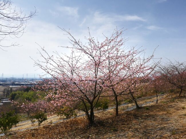 群馬県太田市の「河津桜の里」へ行きました。<br /><br />太田市の北端、八王子山山系の南斜面に河津桜が植栽され、併せて、オリーブやシークワーサーも並んでいます。<br /><br />河津桜の開花は、まだ１～２割くらいで、しかも数日前の強風の影響か、花びらが千切れた花が目に付きました。これから開花する花の方が多いと思うので、開花が進めば綺麗な花を楽しめると思います。