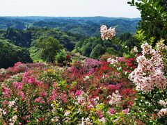 サルスベリで彩られた山林　☆東和サルスベリ園☆