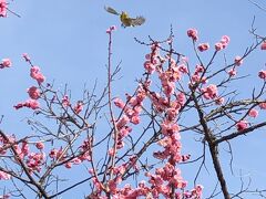 京都ゆったり旅行！…春の訪れをメジロが告げに…ひとり旅編！