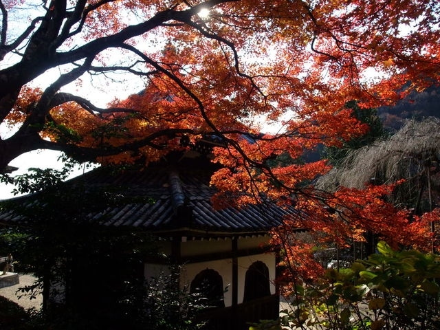 名残の紅葉を観に、洛西ウォーキングに行ってきました。<br /><br />【コース】<br />JR向日町駅~《バス》~善峯寺~三鈷寺~善峯寺~某俳優の元邸宅近くの野外休憩所でお昼ご飯~だらだら下り坂~竹藪の道~粟生光明寺~小倉山荘カフェ~長岡天満宮~勝竜寺城址~《阪急電車》~嵐山花灯路~阪急松尾駅<br /><br />歩く距離は約13Kmの予定って聞いてたけど、あっちぶらぶらこっちぶらぶらと、みんなカメラ片手に写真撮りながら歩いていたので、寄り道が多くて、今回も結局37746歩も!約26kmほど歩いてました(笑)<br /><br />残念ながら紅葉巡りは先週までだったようで、もう終盤って感じだったのですが、近づいて見ると残念でも、山からのワイドビューは緑,黄,橙,赤のグラデーションが素晴らしく綺麗だったし、(嵐山以外は)電車もお寺もお店も空いてて快適でした♪ヽ(´▽`)/<br /><br />