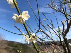 梅と菜の花と内子の道の駅