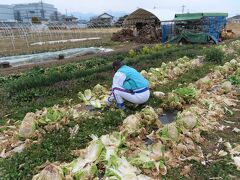 爺二人、相棒と高雄市内ポタリング＆ブロッコリーと白菜取り放題 2021/03/05