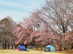 柏の葉公園で桜の種類チェック