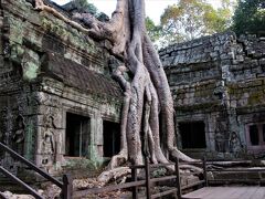 ２０１９年１２月　カンボジア２日目　午後その２　タ・プローム遺跡には巨木が巻き付いていました。