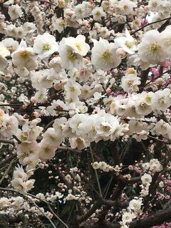 3カ月ぶりの外出～～梅の香りに癒されて～&#127800;