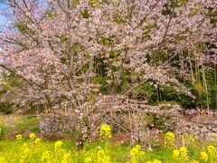 山桜