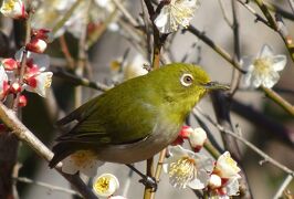 馬場花木園散歩　２月の花（１８種）と野鳥たち　２０２１年