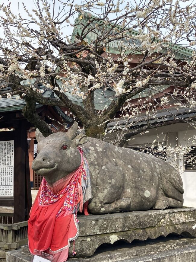 京の週末　そうだ、天神さんへ梅を見に行こう　北野天満宮梅苑