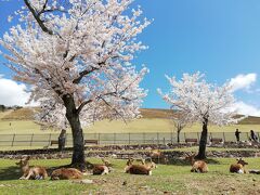 2020年4月　奈良公園