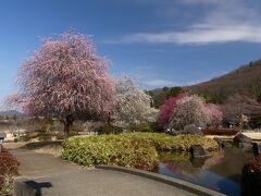 「みかも山・万葉庭園」のウメ_2021（2）_見頃終盤、散り始めていました（栃木県・佐野市）