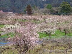 日田の大山梅まつり