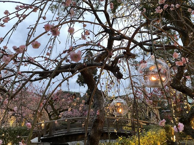 日帰り京都の締めに北野天満宮の梅苑に行ってきました。<br />マスク越しにもわかる梅の薫り。<br />あんなに沢山、梅の花びら舞う姿を初めて見ました。<br />