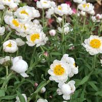 白馬村の休日☆2021年2月14日◇和田野の森の散策と飯森の大雪原☆そして、開花まじかの桜の花便り♪