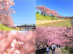 185系とのコラボは今年で最後…コロナ禍でも咲き誇った「河津桜」を見に行く、日帰り爆走旅&#12316;