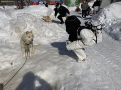 2021.3.7札幌日帰り冬旅(中1娘と)札幌で犬ソリに2名で8万＋往復マイル