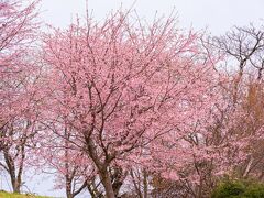 風土記の丘の寒桜　2021