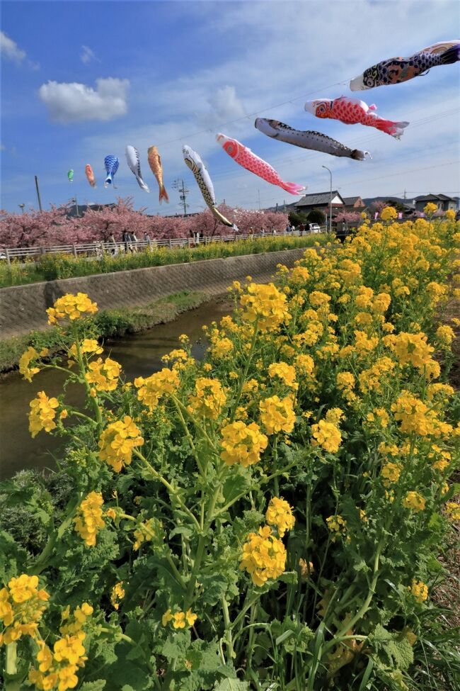 愛知県の中では比較的暖かいと言われる渥美半島の先端近く福江にある免々田川（めめたがわ）の河津桜と菜の花まつりに三年ぶりに行ってきました。<br /><br />２０１８年３月１１日の満開の日に行ってますが、今年もほぼ満開の日に行ったので、今年は凄まじく早いですね。<br /><br />ピンクの河津桜に、黄色の菜の花、鯉のぼりが泳いで、カラフルな世界にうっとり。<br />佐布里の梅よりは、週末にかかったせいもあって、人出は多いかなとも思いました。<br />