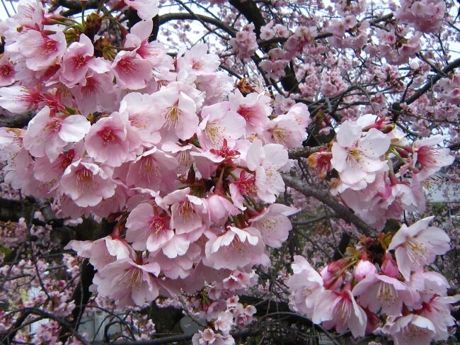 午前中は東京台東区にある鷲神社と元三島神社で御朱印をいただいた後、川口にある密蔵院に安行桜を見に行きました。前日の天気予報では夕方ごろまで晴れになっていましたがずっと曇りでしたが、安行桜は満開でした。<br /><br />★旅行記１の散歩ルート<br />川口駅→密蔵院・九重神社（安行桜）→川口駅