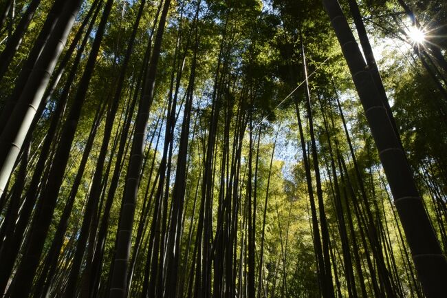 アジフライ定食の旅⑭　単発　　鎌倉市　叶夢かむ