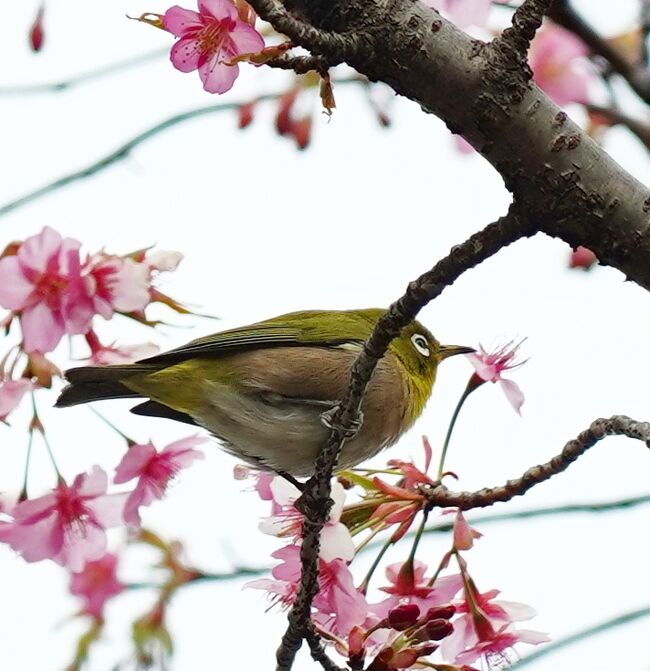 Japan　小平グリーンロード　小平ふるさと村　河津桜とメジロとお雛さま　～ミツバチばあやの冒険～