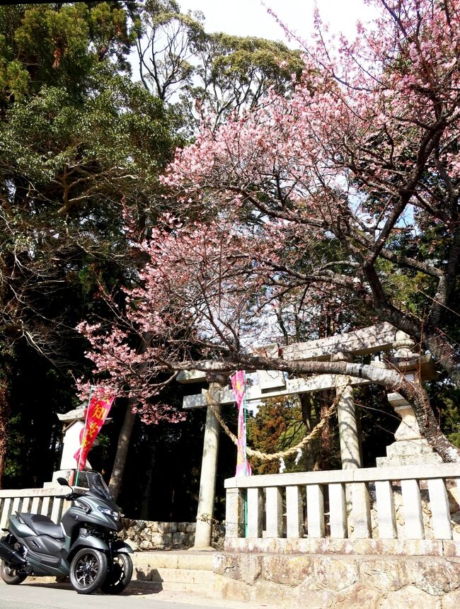 春のように暖かい日曜日、早咲きの大知波桜が見頃を迎えた、と聞いて見に行ってきました。<br /><br />でも、桜だけでなく、あちこちで春の景色が見られました。