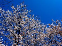 光岡城の山桜　2021