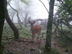 2013年8月　大雨の中、東大台ケ原ハイキング・・・