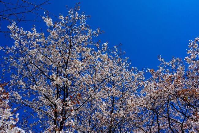 　魚見桜を見て以来、今年の桜は想像以上に早く咲くのではないかというトラウマに罹っています。<br />　早くしないと見遅れるという恐怖感から、風土記の丘の寒桜、桜つつみの陽光(今週末が見頃)に引き続き、光岡城の山桜の様子を見てきました。<br />　