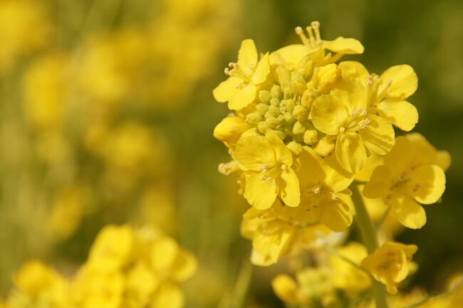 菜の花が見ごろという情報を受け、さっそく行ってみました。<br />画像は、菜の花畑＠武庫川河川敷にてです。<br /><br />過去の兵庫・西宮市散歩記。<br /><br />関西散歩記～2020-3 兵庫・西宮市編～<br />https://4travel.jp/travelogue/11676508<br /><br />関西散歩記～2020-2 兵庫・西宮市編～<br />https://4travel.jp/travelogue/11665995<br /><br />関西散歩記～2020 兵庫・西宮市編～<br />https://4travel.jp/travelogue/11634076<br /><br />兵庫まとめ旅行記。<br /><br />My Favorite 兵庫 VOL.4<br />https://4travel.jp/travelogue/11636586<br /><br />My Favorite 兵庫 VOL.3<br />https://4travel.jp/travelogue/11427526<br /><br />My Favorite 兵庫 VOL.2<br />http://4travel.jp/travelogue/11204126<br /><br />My Favorite 兵庫 VOL.1<br />http://4travel.jp/travelogue/10965090<br />