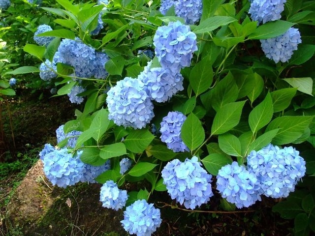 良いお天気だったので、山友達と一緒に午前中だけさっくりと、紫陽花を観に生駒山へハイキングへ行ってまいりました。<br /><br />今回のコース<br />[ｽﾀｰﾄ]近鉄石切駅→辻子谷登山コース→興法寺→生駒山上遊園地→あじさい新道→<br />ぬかた園地あじさい園→縦走路→摂河泉展望コース→枚岡神社→[ｺﾞｰﾙ]近鉄枚岡駅<br /><br />10kmも歩いたんでしょうか?!<br />そんなにしんどくもなく(毎度の事ながら)お喋りばっかりして楽しいゆるゆるハイキングでした(;´∀｀)