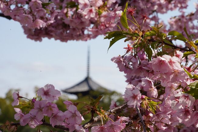 早咲き桜の情報を調べていたら、東寺にも咲いてると言う事で行ってみます。イベント以外は、境内無料やったはずと気楽に出かけますと…緊急事態でとっくに中止と思ふていた、“京の冬の旅”やってるのね。五重塔の特別拝観って事で、桜観るだけでも有料って事で…