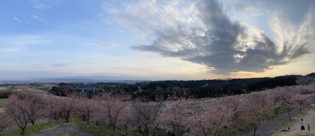 箕郷梅林、花と空と夕暮れ。