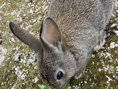 ウサギに会いに広島へ