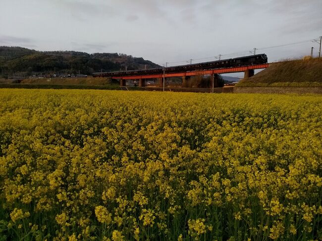 2021年春、JRの八坂川鉄橋土手は菜の花咲かずとも周辺の畑は今年初めて菜の花が満開に咲き「ななつ星」も走りました!(*^-^*)!