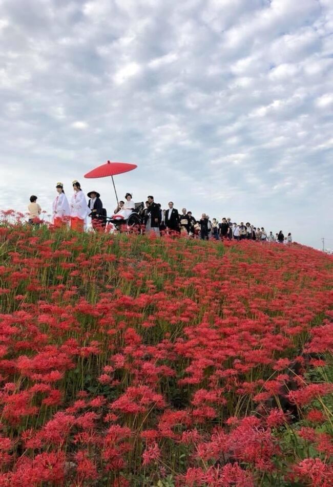 2018年秋分の日の三連休に中部地方へ1泊2日の旅……といっても、初日は名古屋駅前に投宿したのみで、実質日帰り旅に近いかもしれません（笑）。名古屋市内に泊まったのは5年ぶり。竜さんチームとの交流戦観戦も平日ばかりでなぜかタイミングが合わず、なんやかやいつも名古屋は通過しちゃっていたんだよな。<br /><br />2日目朝は早起きして、これまた久々に近鉄特急に乗車。奈良県宇陀市にある「女人高野」こと室生寺と三重県名張市のAKM48falls（俗に言う赤目四十八滝）をサクッと巡りました。室生寺は期待以上に見ごたえがあり、奥の院までしっかり参拝してきましたが、勾配のかなりきつい階段を上がるハメになり、おかげでハンカチが早くも使い物にならないほど汗だくに。その分というか、AKM48fallsは神セブンならぬ入口からすぐの滝セブン（かどうかは知らない）だけ見て引き返しました。<br /><br />再び名古屋に戻ってからは知多半島を南下して、ミツカンとごんぎつねのお膝元・愛知県半田市へ。ミツカンの倉庫群と半田運河、矢勝川の土手に咲く彼岸花とごんぎつねワールドを堪能してきました。今日は「ごんの秋まつり」と題して半田市内はかなり人が出ていて、無料シャトルバスには長蛇の列。乗れない方もいたくらい。矢勝川の土手では、幸運にも狐の嫁入りを見られました。<br /><br />グルメは、初日の投宿前に名古屋めしの代表格・味噌煮込みうどんを初体験。赤目四十八滝ではさつまいもベースのへこきまんじゅう、名古屋駅での10分足らずの乗り継ぎの間には住よしのきしめんを。晩ご飯は栄にて有名店ではないですが、リーズナブルに海老ふりゃーや味噌カツを堪能し、栄から名古屋駅までしっかり歩いたシメに小さなアンパンを2つ。名古屋めしをたんまり堪能できて大満足でした。