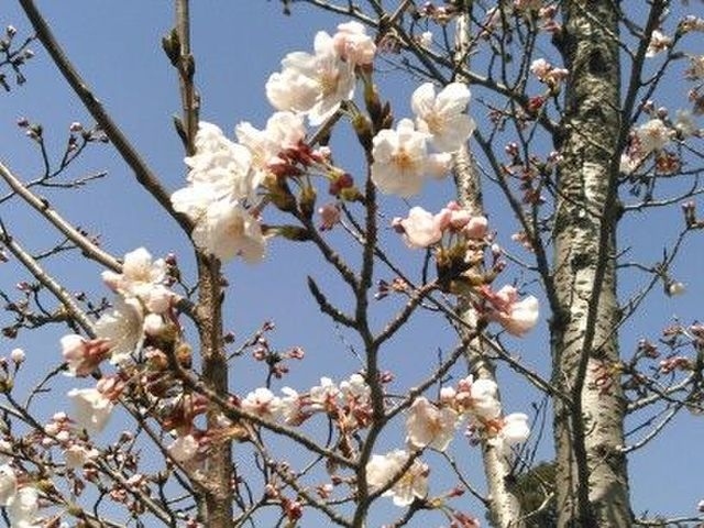 少し期間が空きましたが・・・<br />2014年後半は盛岡、横浜、名古屋、岐阜、静岡、和歌山っと色んなところに行きました。旅行ではなく、全部出張でしたけど・・・Σ(￣ロ￣lll)<br /><br />山登りには前回の唐松岳の後、木曽駒にも行ったし、愛宕山や伊吹山にも行ったんですが、(PCが壊れて入れ替えたので)写真がほとんどありません(;・∀・)<br />また追々、クチコミにでも載せていこうかと思います・・・。<br /><br /><br />3/28（土）今回のコース<br />【スタート】出町柳－百萬遍知恩寺－哲学の道－銀閣寺－大文字火床－山頂－七福思案処<br />－日向大神宮－蹴上インクライン－神宮道－三条－祇園－ねねの道－二年坂－参寧坂－【ゴール】四条<br /><br />約15kmくらいかなぁ。