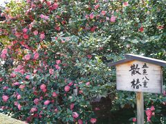 20210311-4 京都 地蔵院、椿寺の五色八重散椿